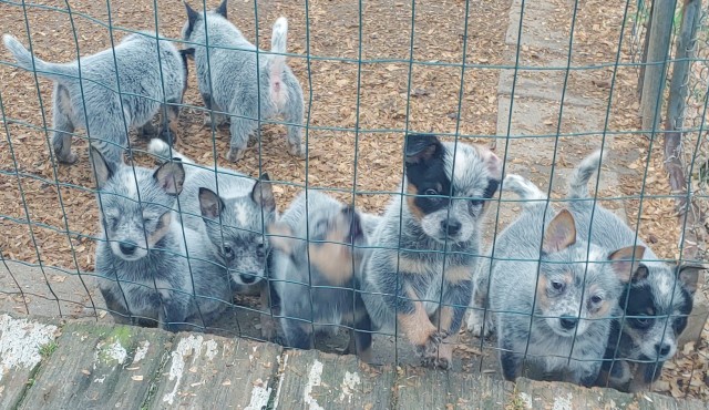 Akc Cattle dog puppies