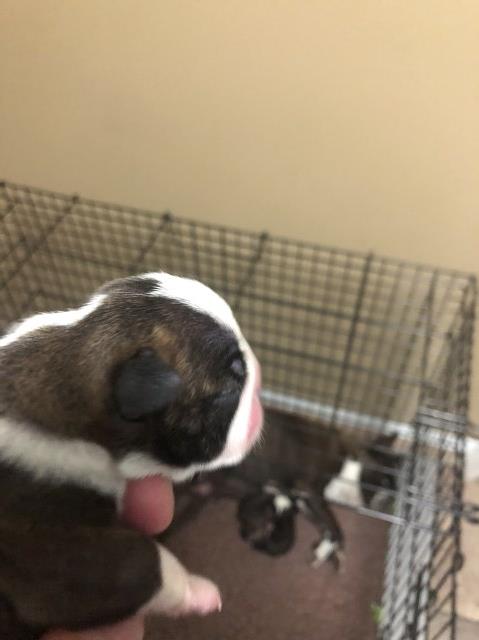 CKC registered Boston Terrier puppies
