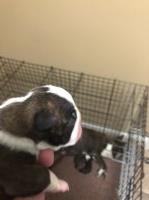 CKC registered Boston Terrier puppies Boston Terrier for sale/adoption