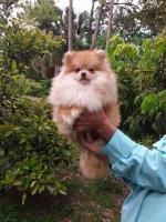 Last Puppy Listed
