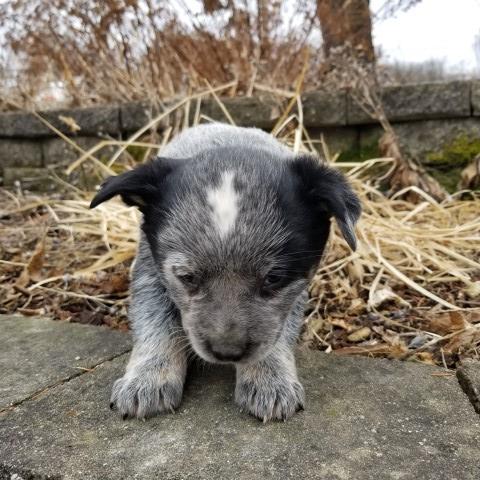 Australian Cattle Dog puppy for sale + 60255