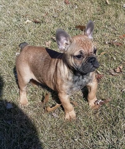 French Bulldog puppy dog for sale in Peoria, Illinois