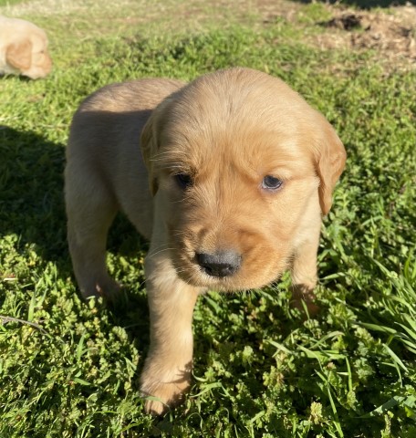 Golden Retriever puppy for sale + 61452