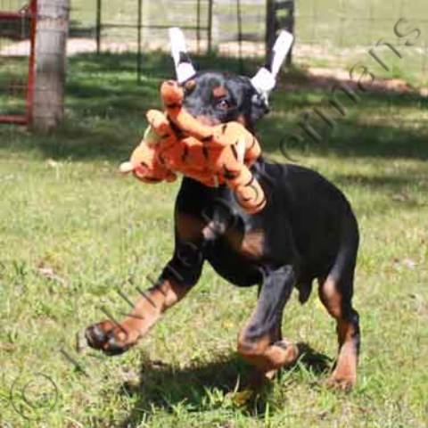 AKC black male doberman puppy called JD