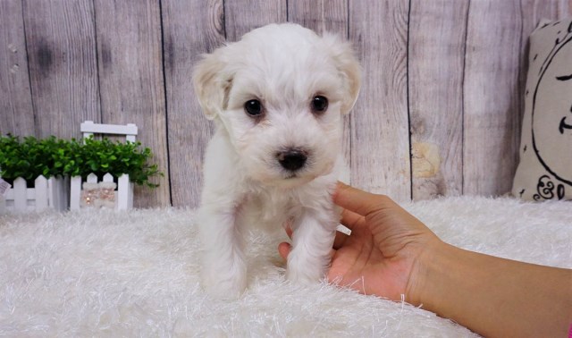 Maltipoo puppy for sale + 55587