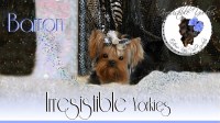 Yorkshire Terrier thumbnail
