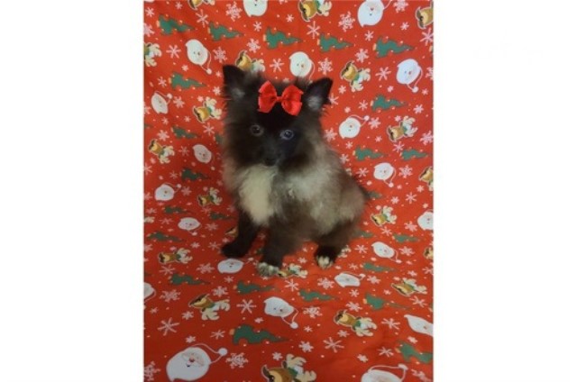 Pomeranian puppy for sale + 62521