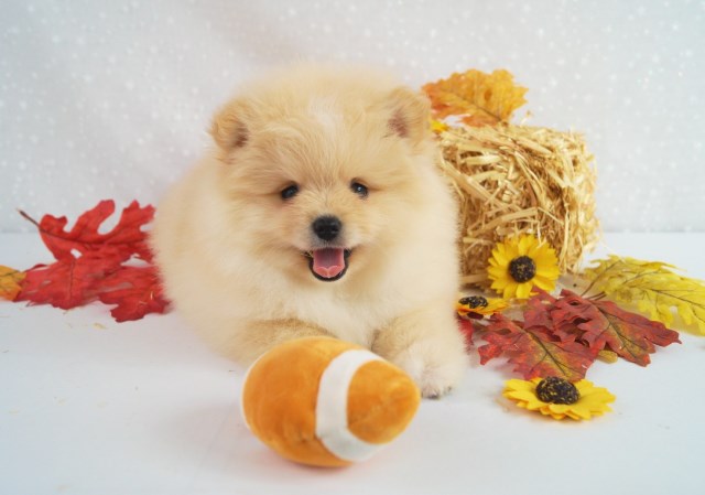 CKC Pomeranian: SKIPPER BARBIE; Female