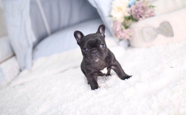 French Bulldog puppy for sale + 48686