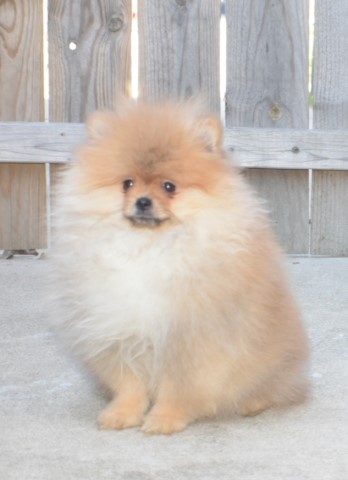 Purebread Pomeranian Puppy Boy Teddy