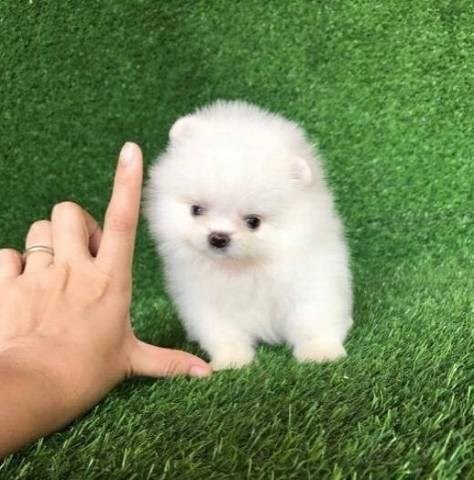 Pomeranian puppy for sale + 55482.