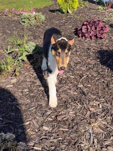 Collie puppy for sale + 63828