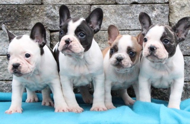 French Bulldog puppy for sale + 48505