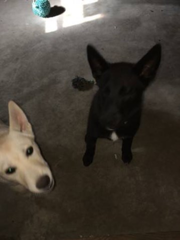 puppies german shepard dog