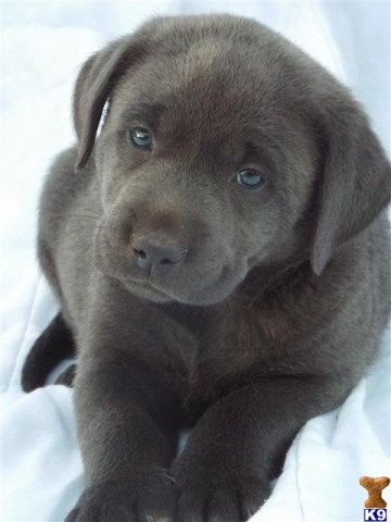 Labrador Retriever puppy for sale + 50366