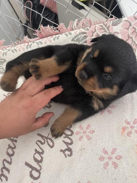 Rottweiler puppy for sale + 63916