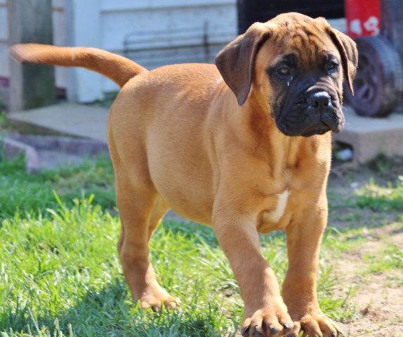 Bullmastiff puppy dog for sale in California USA