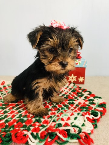Yorkshire Terrier puppy for sale + 59166