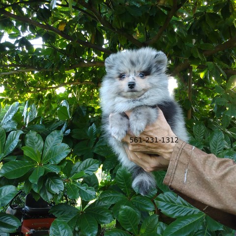 Pomeranian puppy for sale + 66739