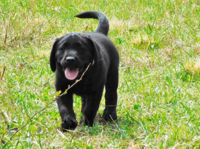Labrador Retriever puppy for sale + 63179
