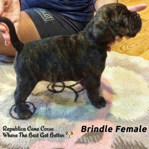 Cane Corso puppy for sale + 47095