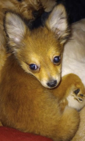 Tea cup Australian Shepherd Mix born Sept 9th. Call 231 742 3020