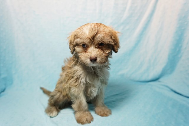 Maltese puppy for sale + 50682