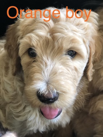 Goldendoodle puppy for sale + 58290