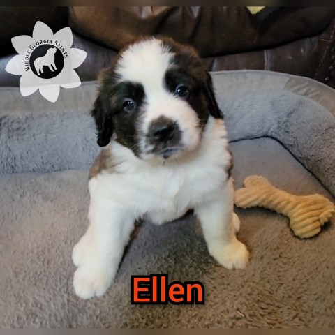 Saint Bernard puppy for sale + 64795