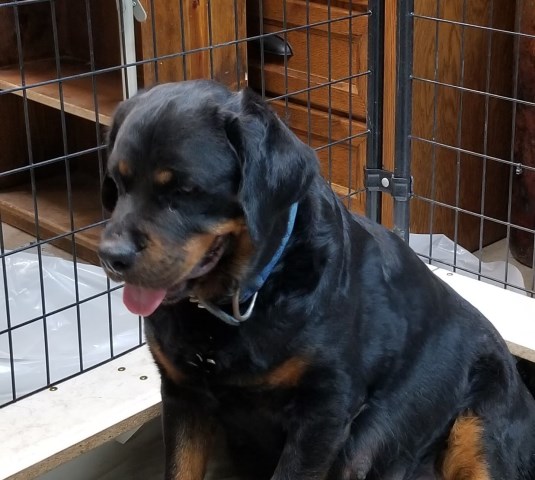 Rottweiler puppy for sale + 57625