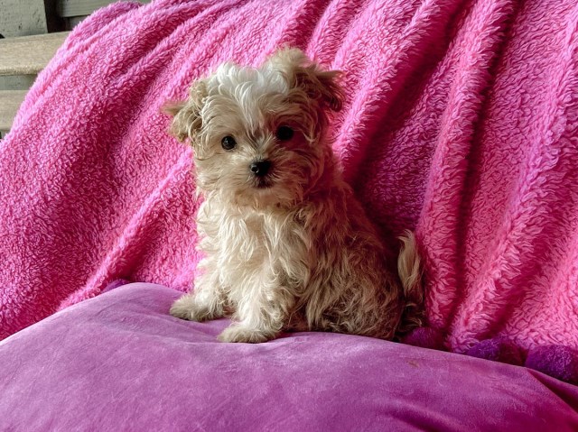Shih Tzu puppy for sale + 65128