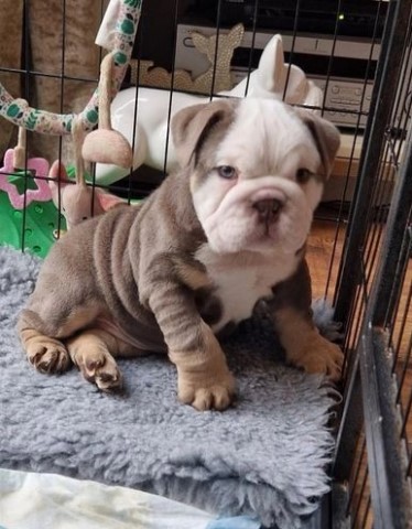 English Bulldog puppy for sale + 66359
