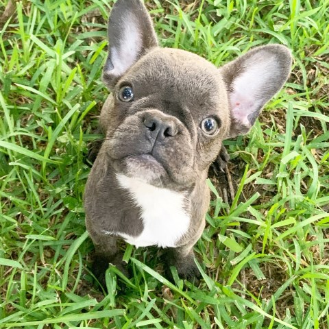 French Bulldog Puppies ready for furever homes!