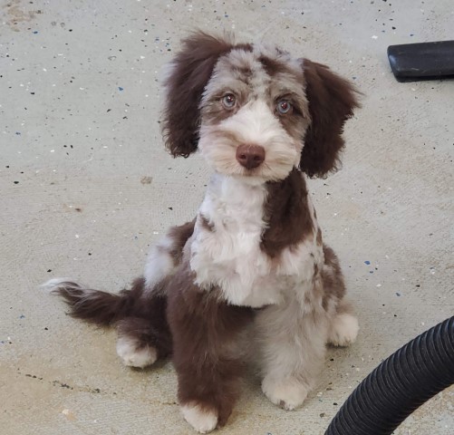 True Miniature F1 Chocolate Merle Aussiedoodle Female