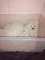 Pomeranian puppies Pomeranian for sale/adoption