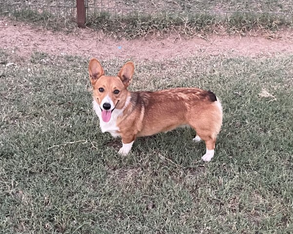 1 yr old AKC female corgi