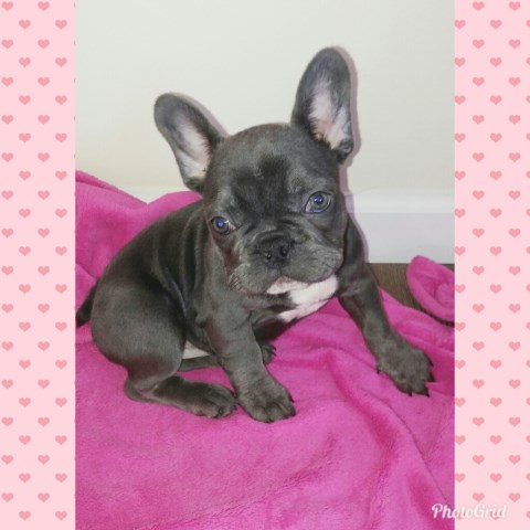 29 Best Pictures Puppyfind French Bulldog Michigan - Vera: French ...