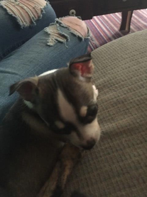Chihuahua puppy for sale + 48041