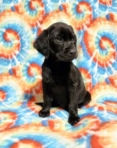 Labrador Retriever puppy for sale + 65751