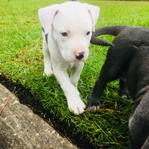 American Pit Bull Terrier puppy for sale + 53919