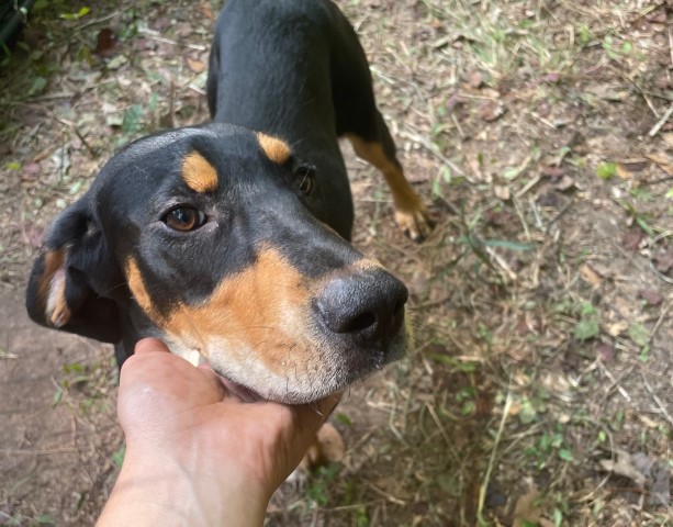 Black And Tan Coonhound puppy for sale + 66182