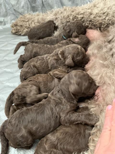 Chocolate Goldendoodle fb2’s