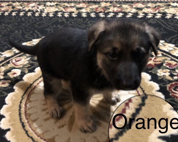 German Shepherd Dog puppy for sale + 63424