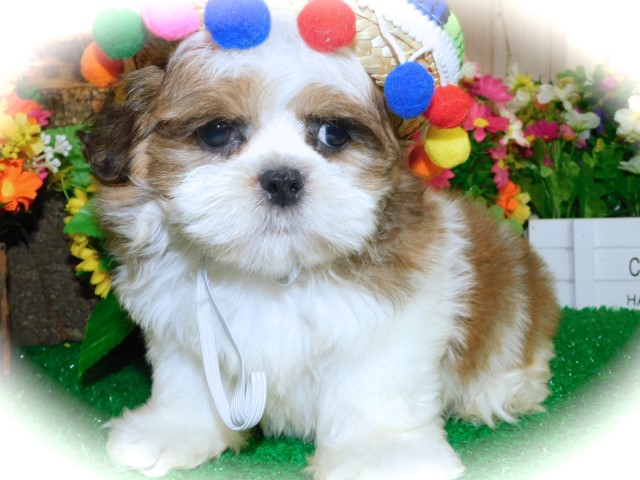 Shih Tzu puppy for sale + 63626