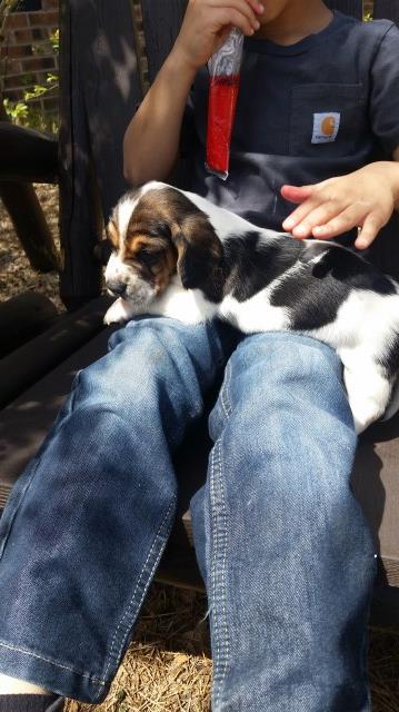 Basset Hound puppy for sale + 47248