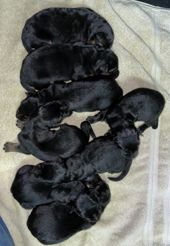 AKC High Quality German Shepherd Litter