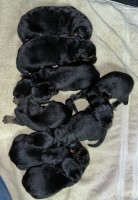 AKC High Quality German Shepherd Litter German Shepherd Dog for sale/adoption