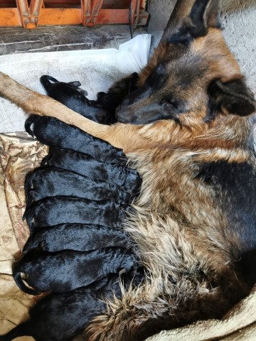 GSD litter, great pedigrees. AKC registration available, 6 pupps availables.