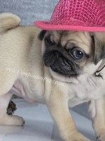Marie - Small Silver Fawn Female - Soft, Sweet, and Playful personality Pug for sale/adoption