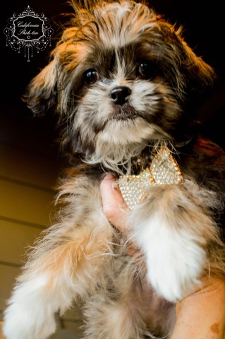Shih Tzu puppy for sale + 62776